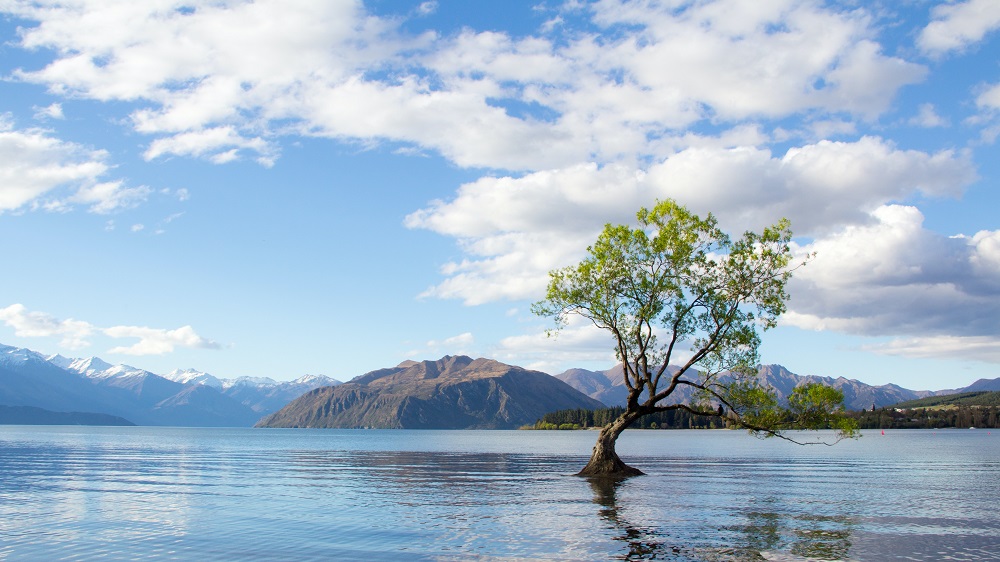 Lake Wanaka Tree. Independent Legal Review Panel